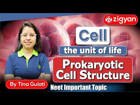 Prokaryotic cell | Cell- The unit of life | Cell Envelope &amp; its modification | NEET | Class 11th |