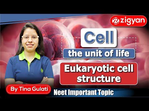 Eukaryotic cell Structure | Plant cell and Animal cell | Cell biology | NEET |